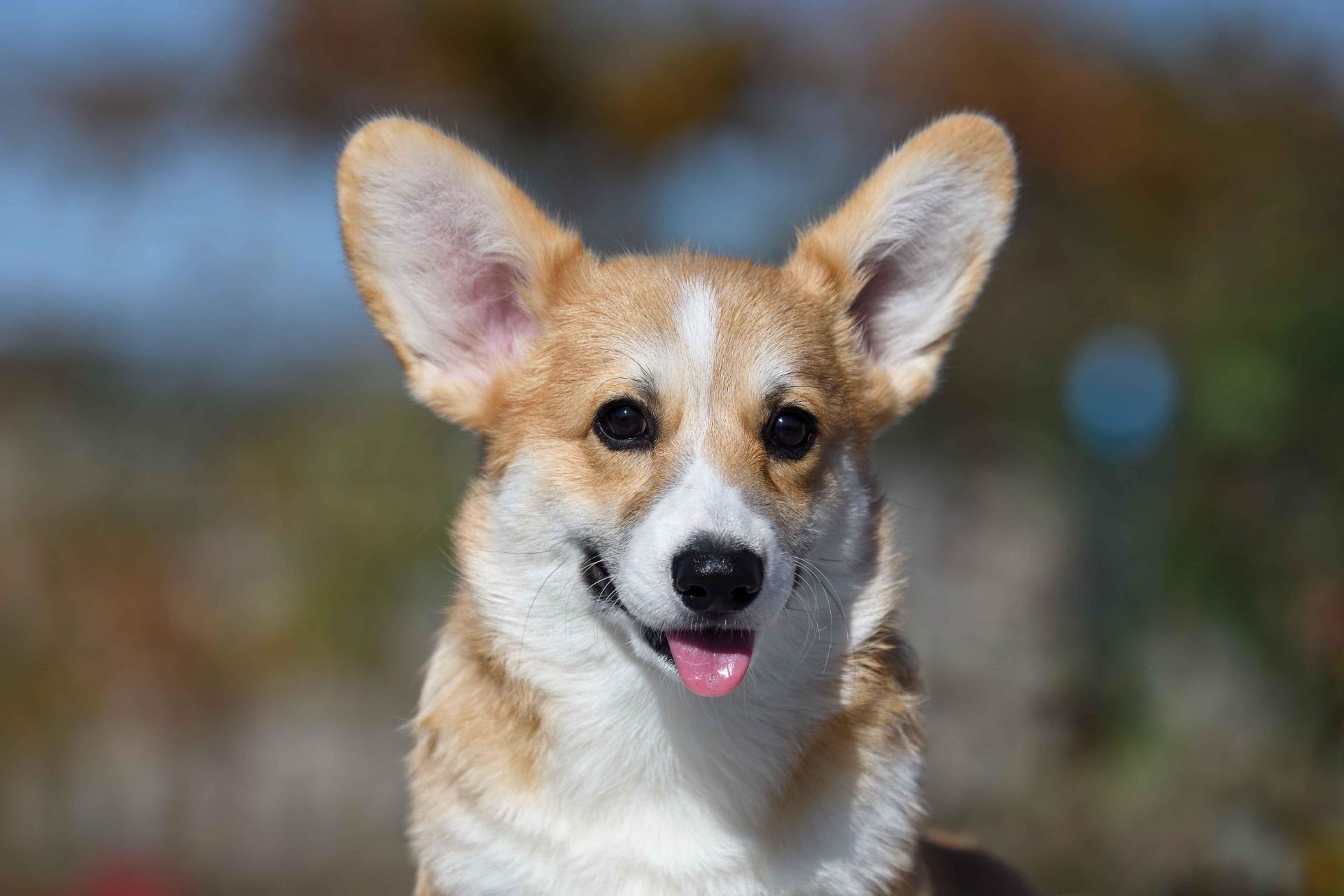 Вельш-коргі пемброк