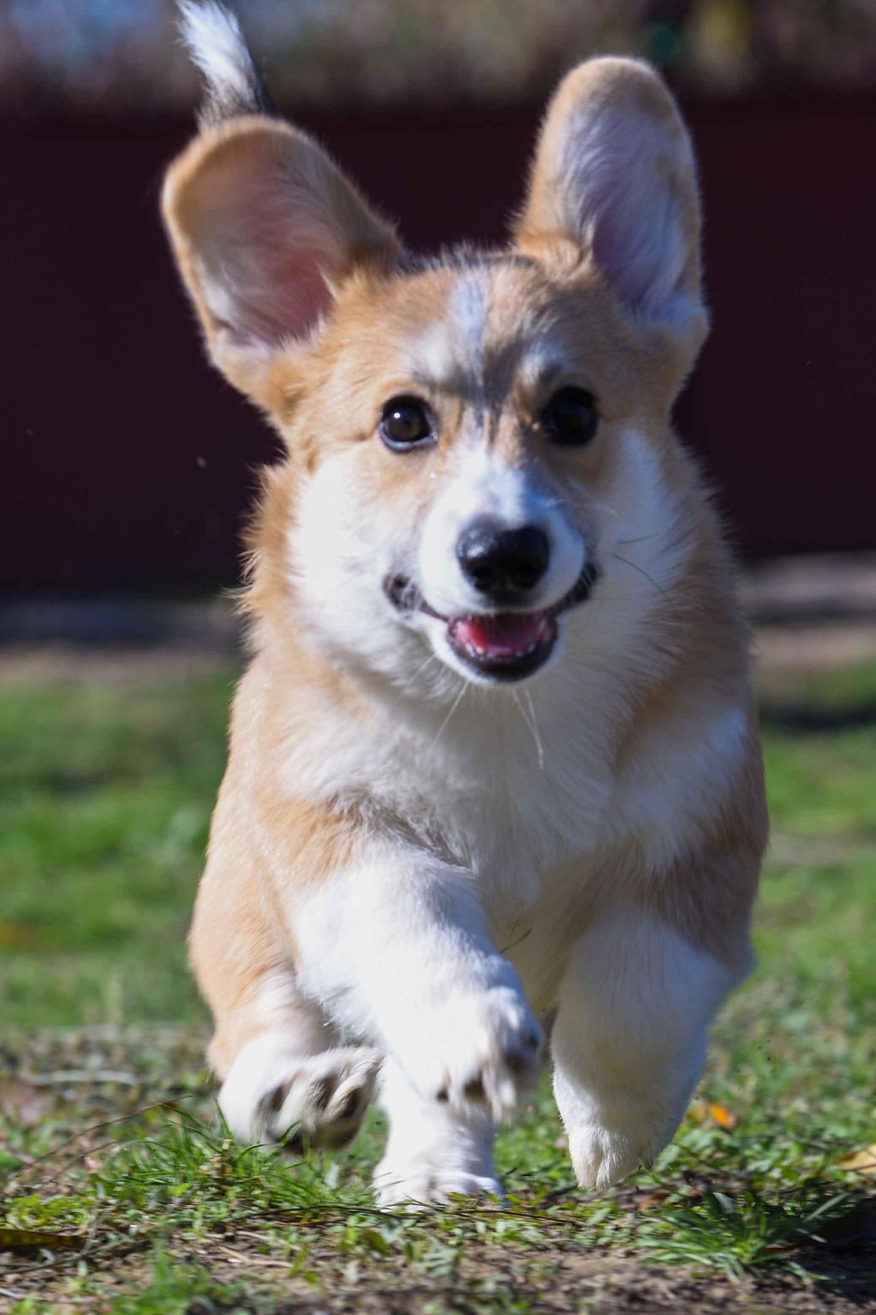 Вельш-коргі пемброк