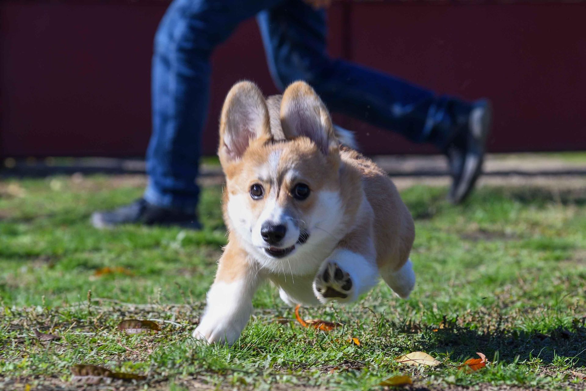 Вельш-коргі пемброк