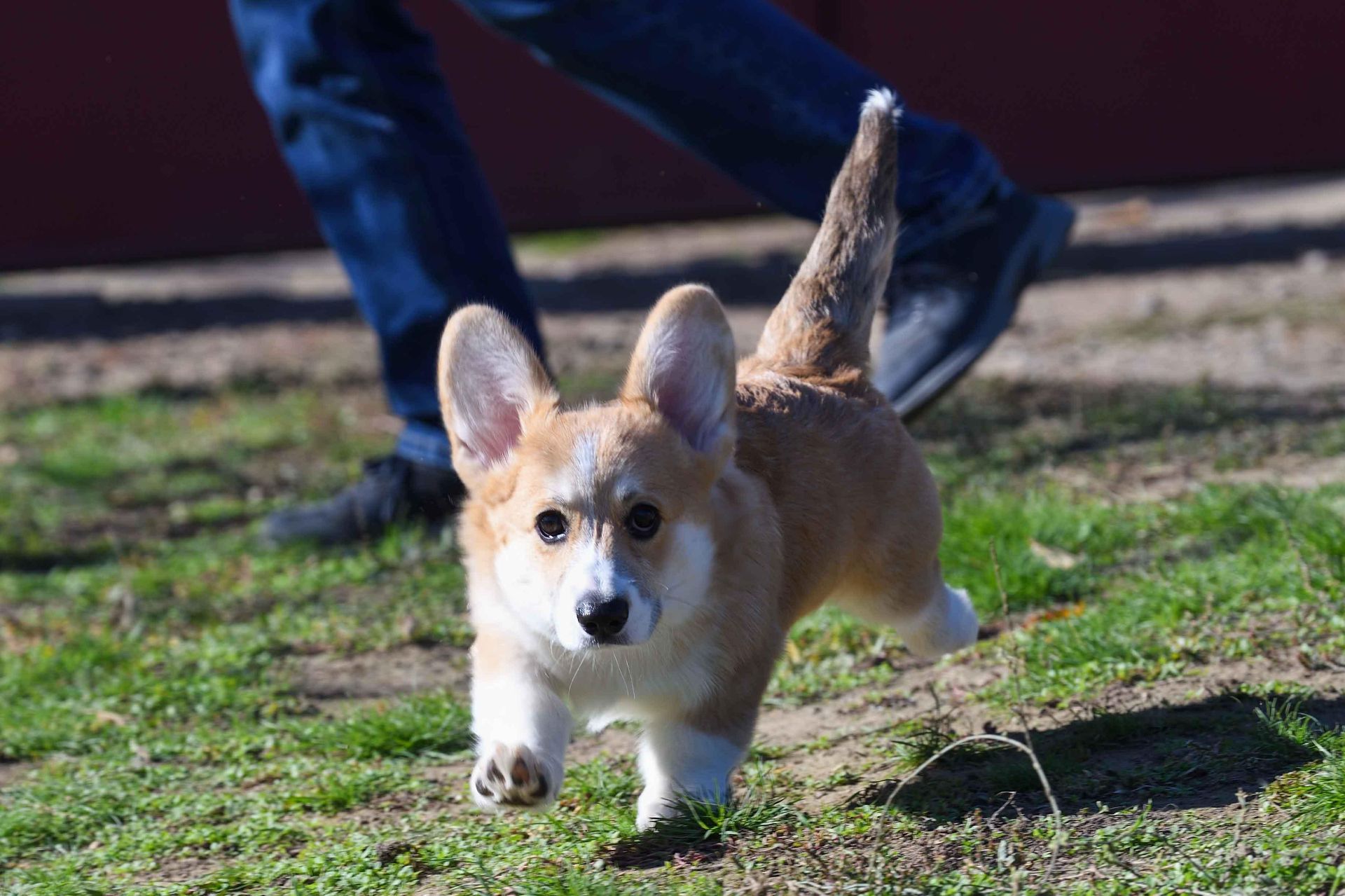 Вельш-коргі пемброк