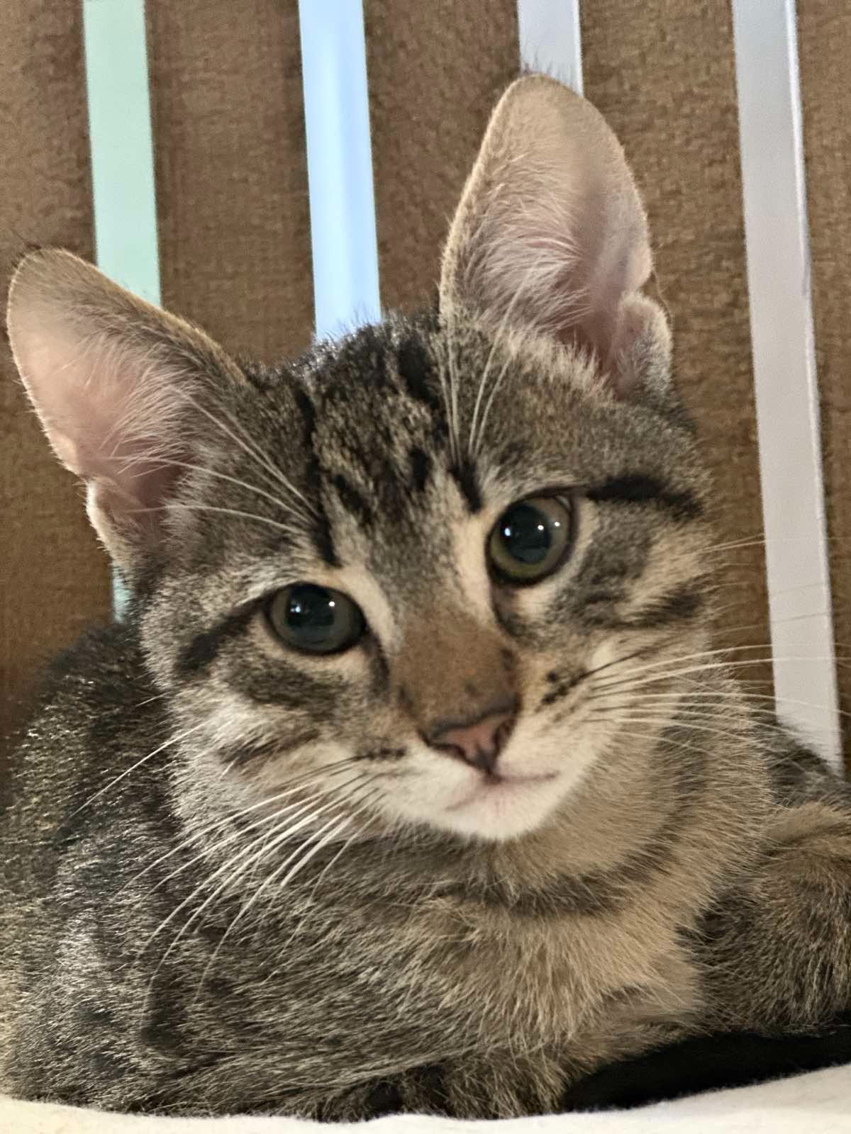 Гарний котик шукає друга