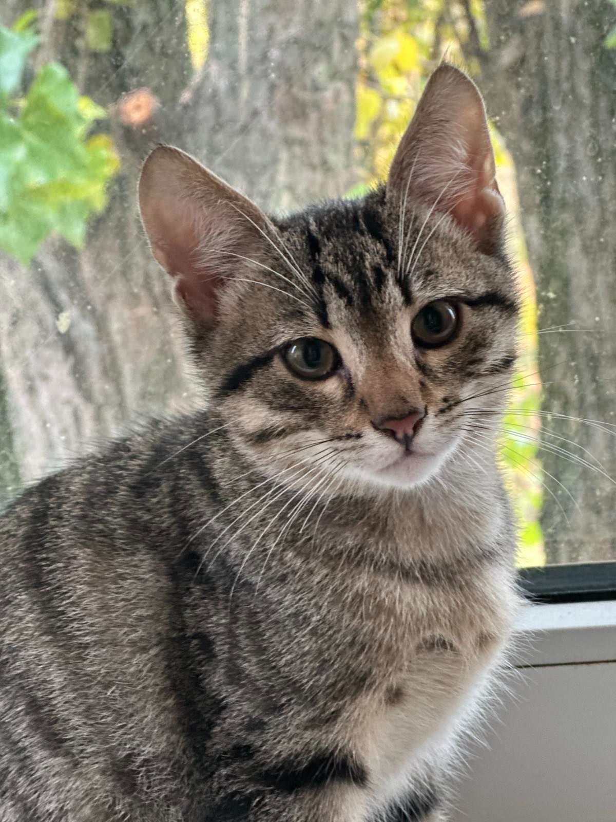 Гарний котик шукає друга