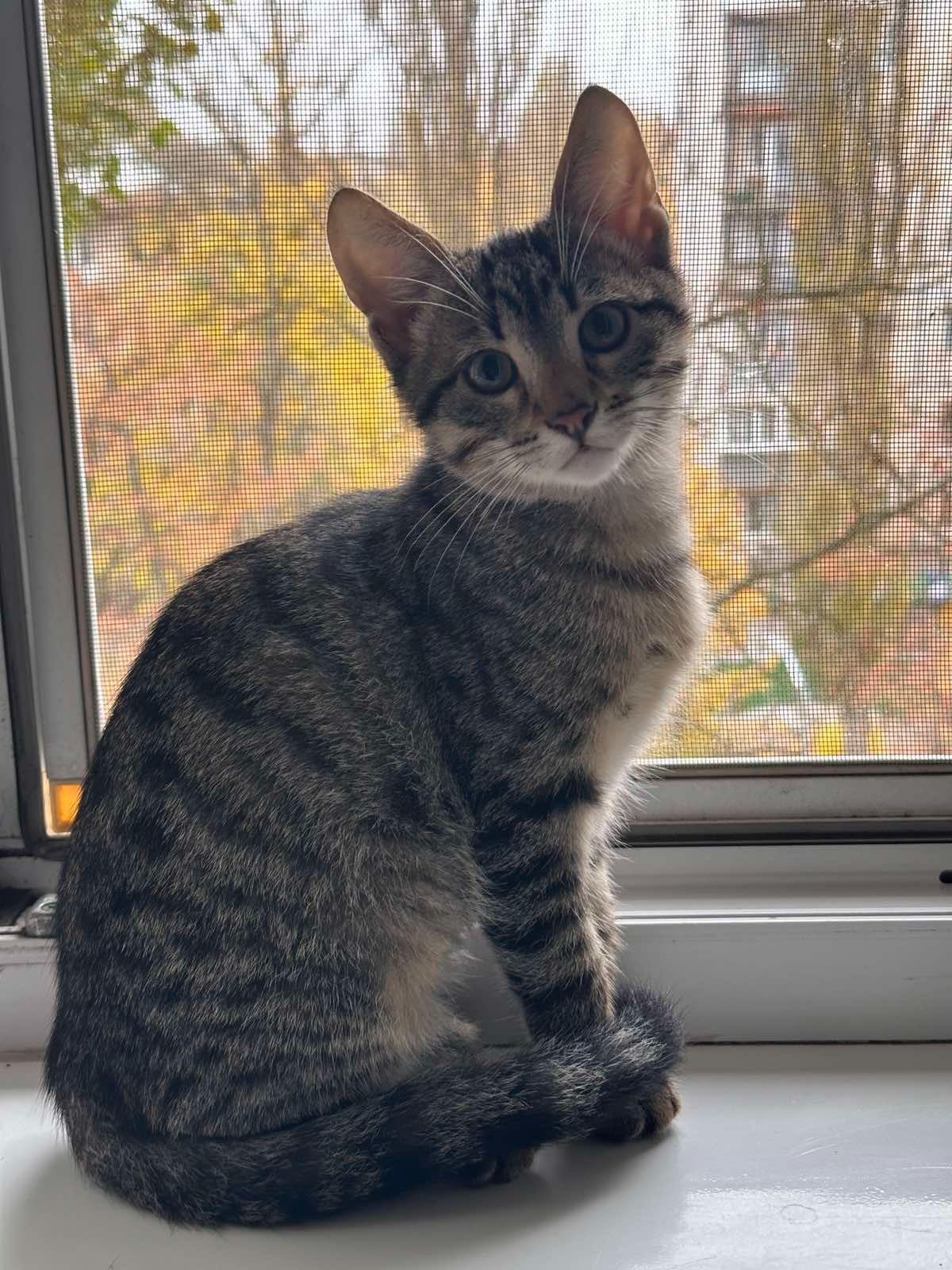 Гарний котик шукає друга