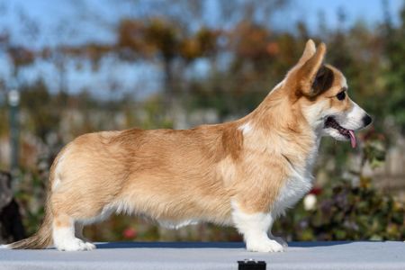 Вельш-коргі пемброк