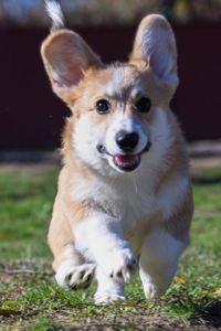 Вельш-коргі пемброк