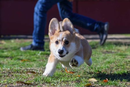 Вельш-коргі пемброк