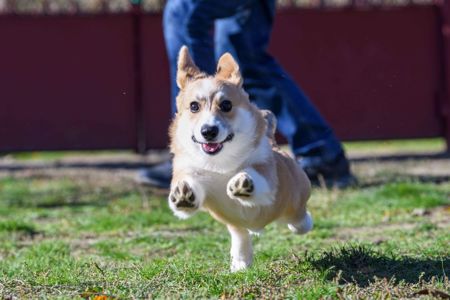 Вельш-коргі пемброк