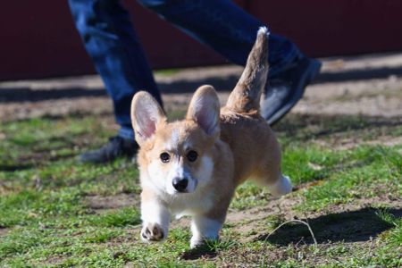 Вельш-коргі пемброк
