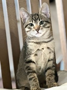 Красивий котик шукає друга