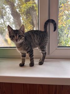Красивий котик шукає друга