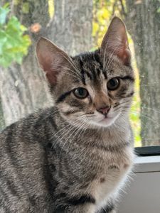 Красивий котик шукає друга