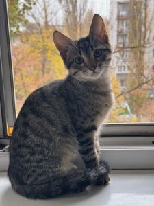 Красивий котик шукає друга