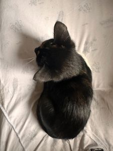 Кошенята
