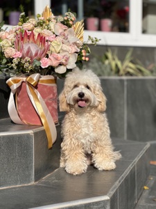 Хлопчик мальтіпу