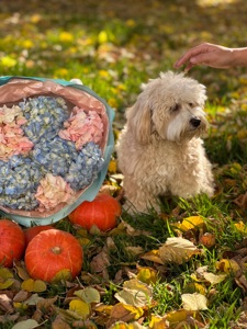 Хлопчик мальтіпу