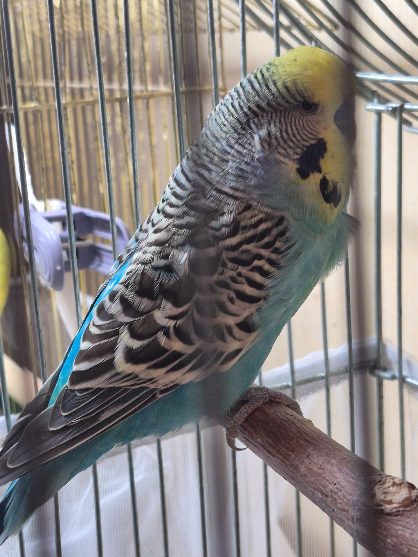 Напівчех хлопчик хвилястий