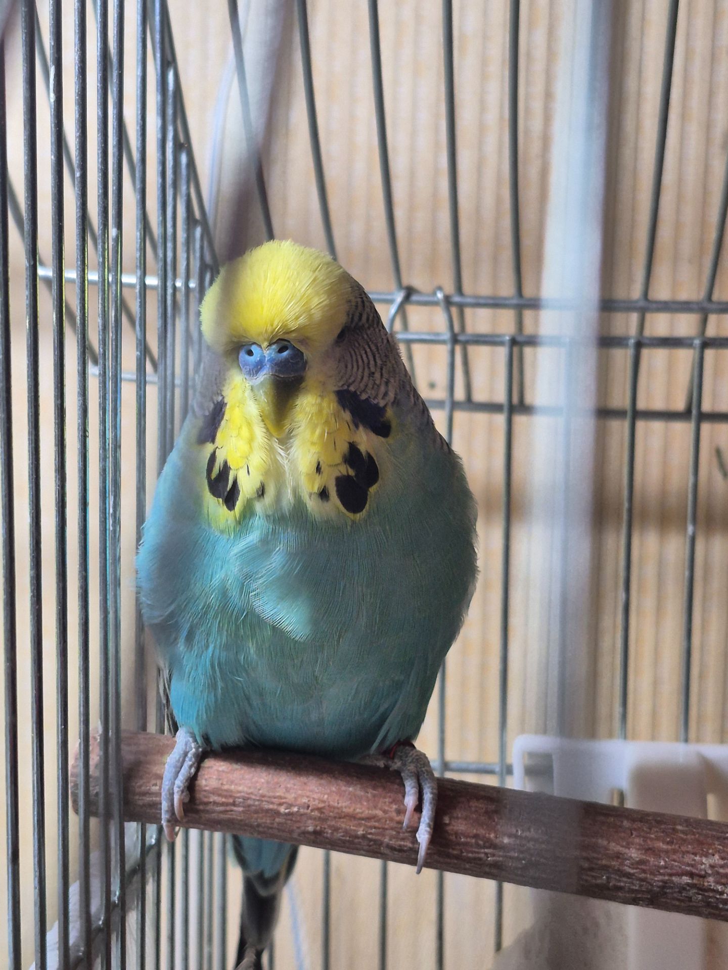 Напівчех хлопчик хвилястий