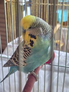 Напівчех хлопчик хвилястий