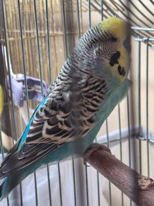 Напівчех хлопчик хвилястий