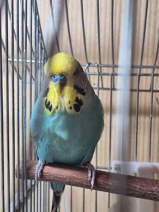 Напівчех хлопчик хвилястий