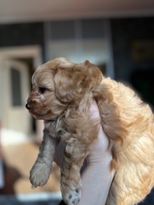 ДВЕ ЧУДЕСНЫЕ ДЕВОЧКИ В ЛУЧШИЕ РУЧКИ