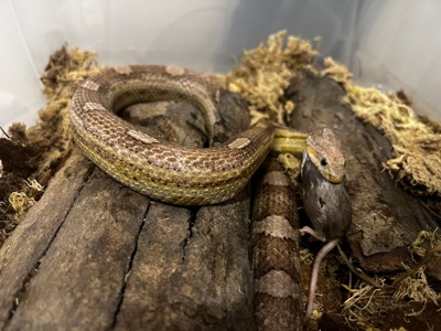 Дорослий самець маїсового полоза