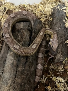 Дорослий самець маїсового полоза