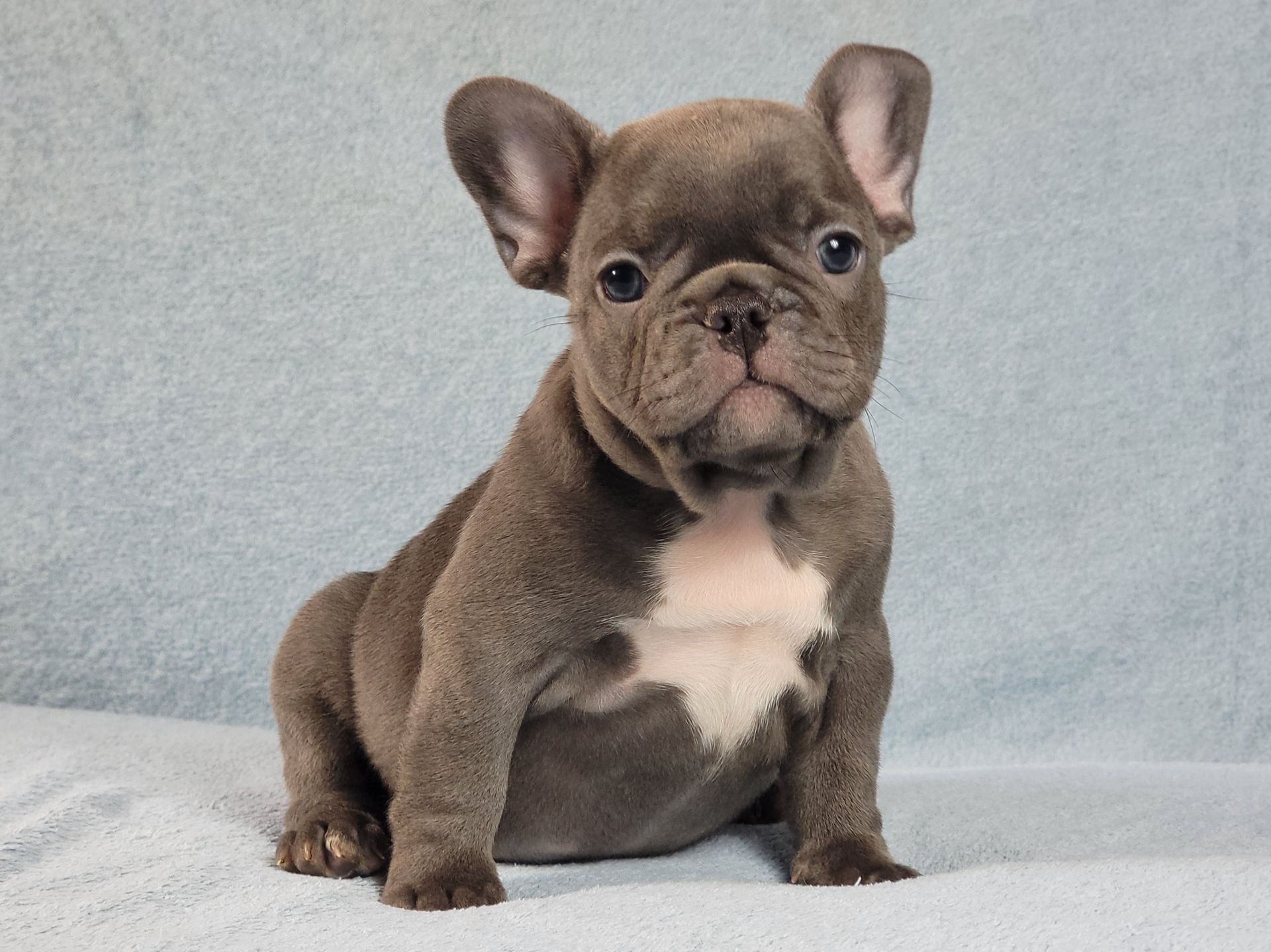 Французский бульдог мальчик