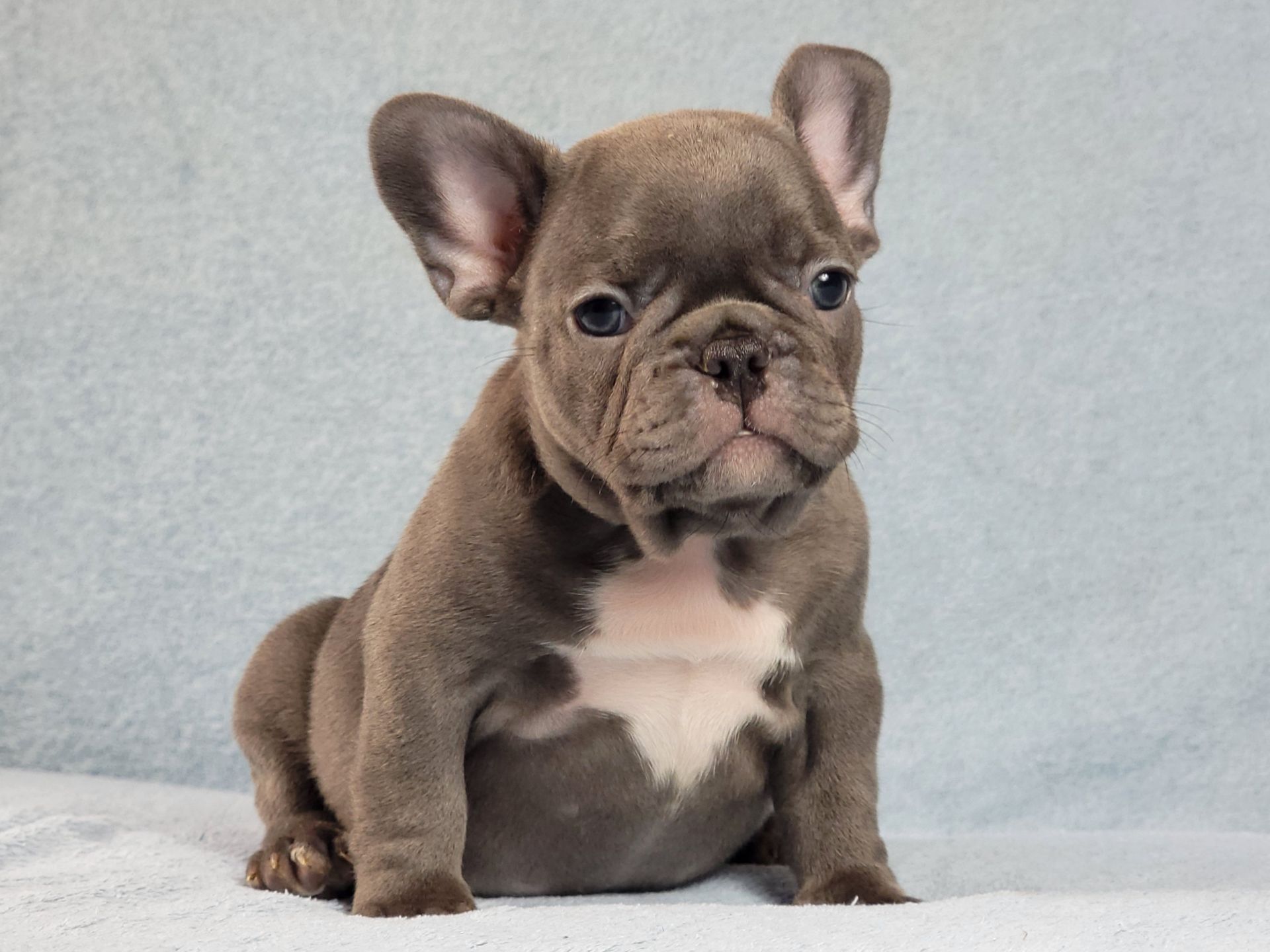 Французский бульдог мальчик