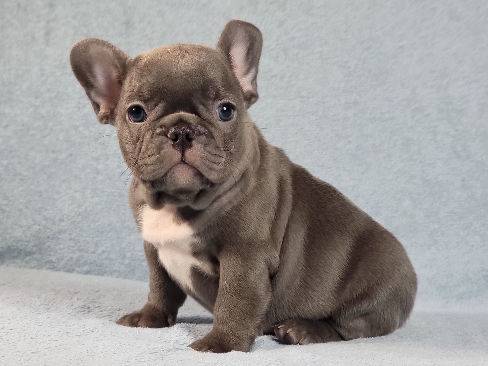 Французский бульдог мальчик