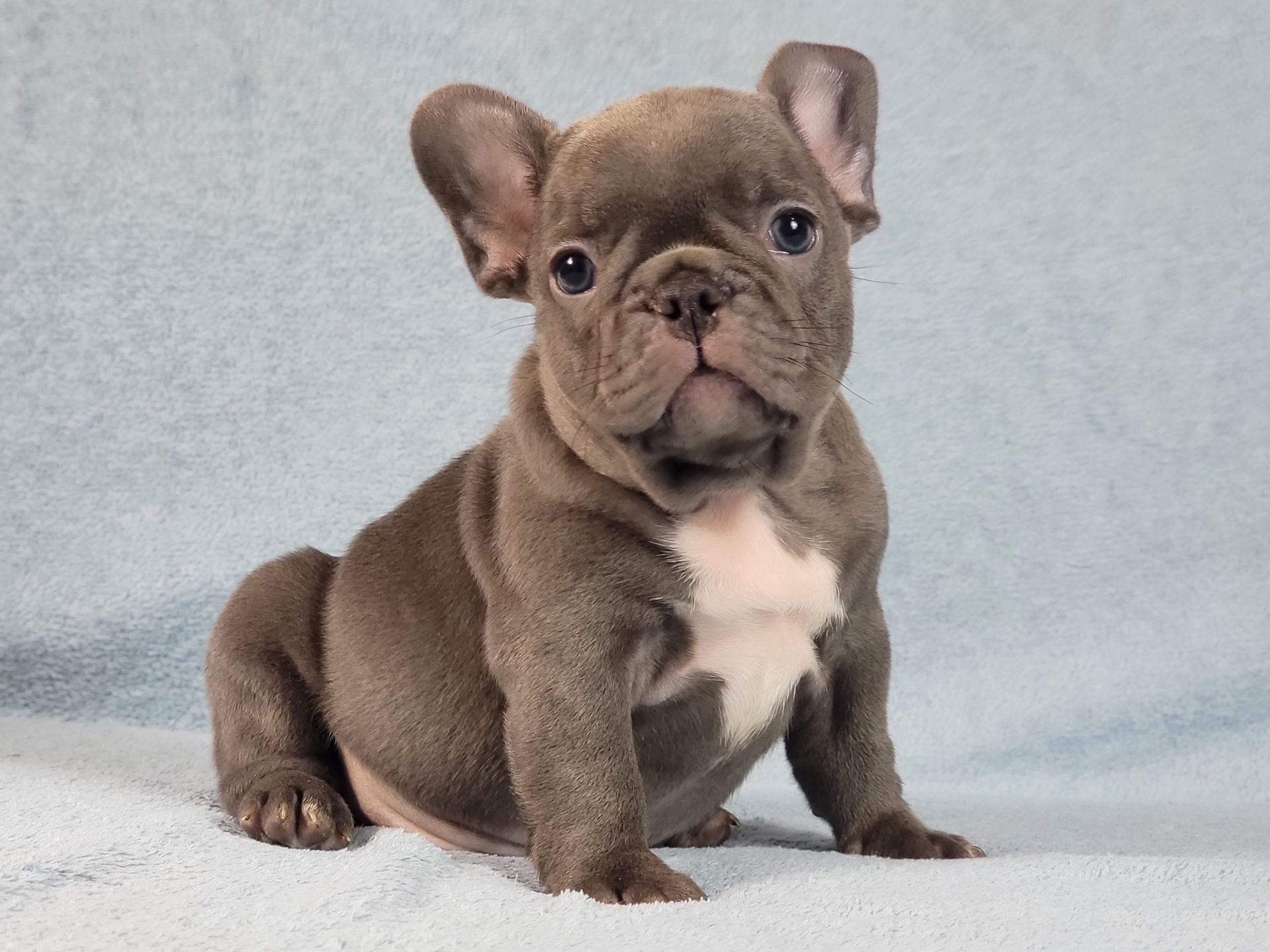 Французский бульдог мальчик