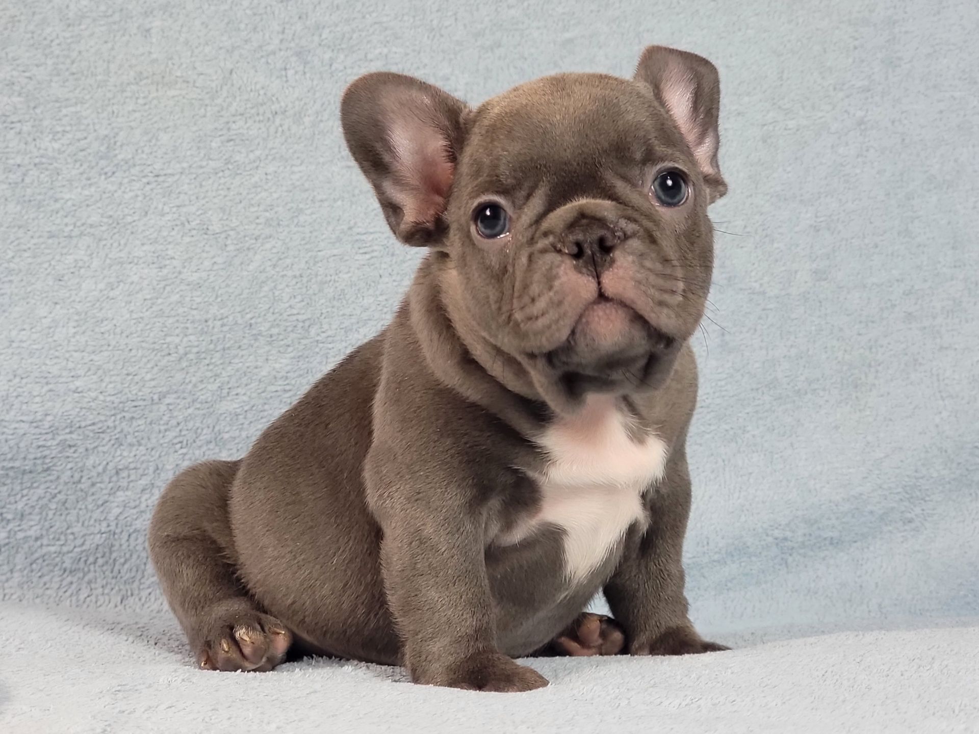 Французский бульдог мальчик