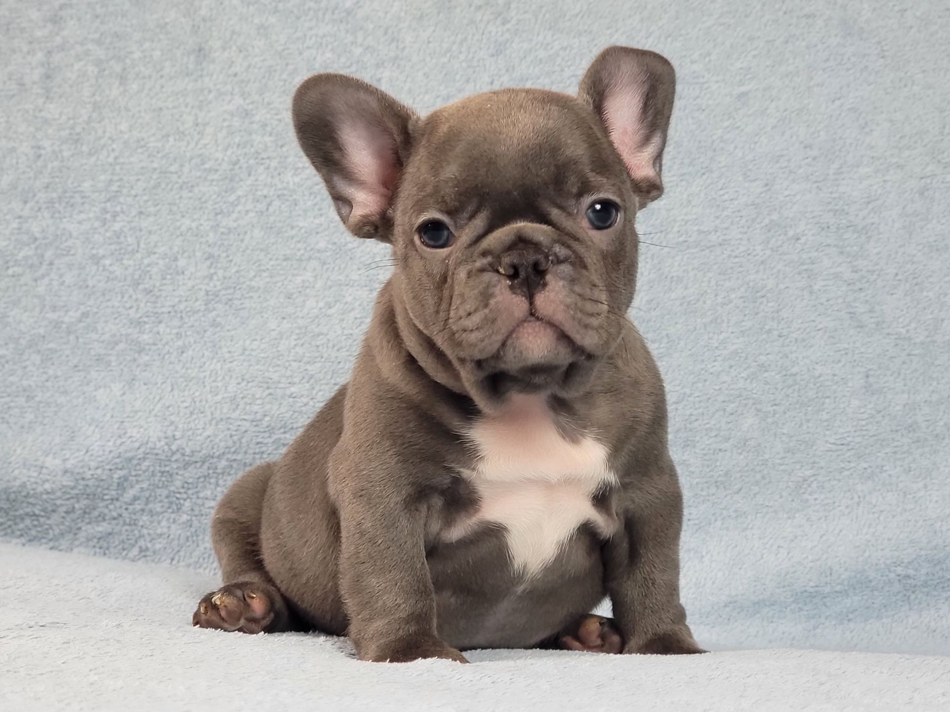 Французский бульдог мальчик