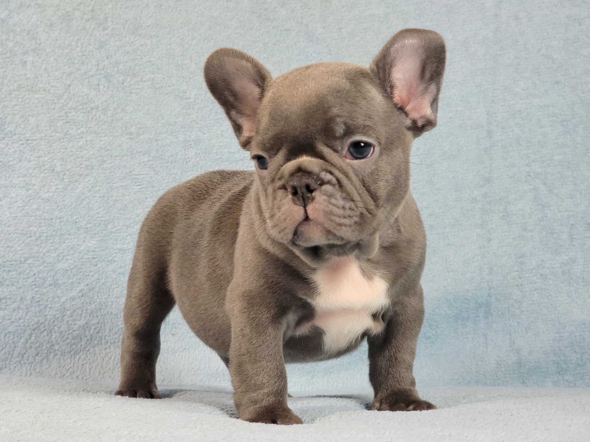 Французский бульдог мальчик