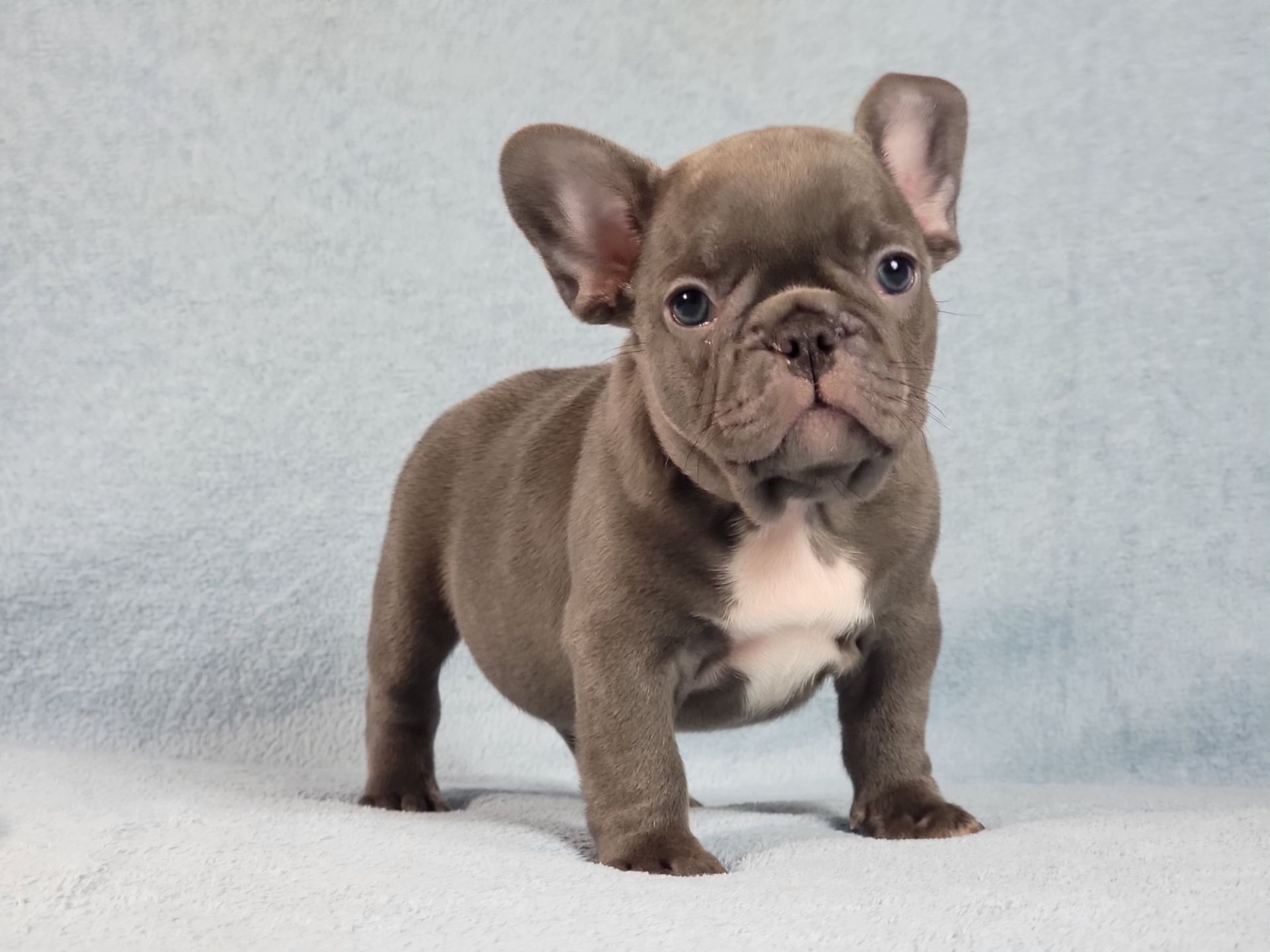 Французский бульдог мальчик