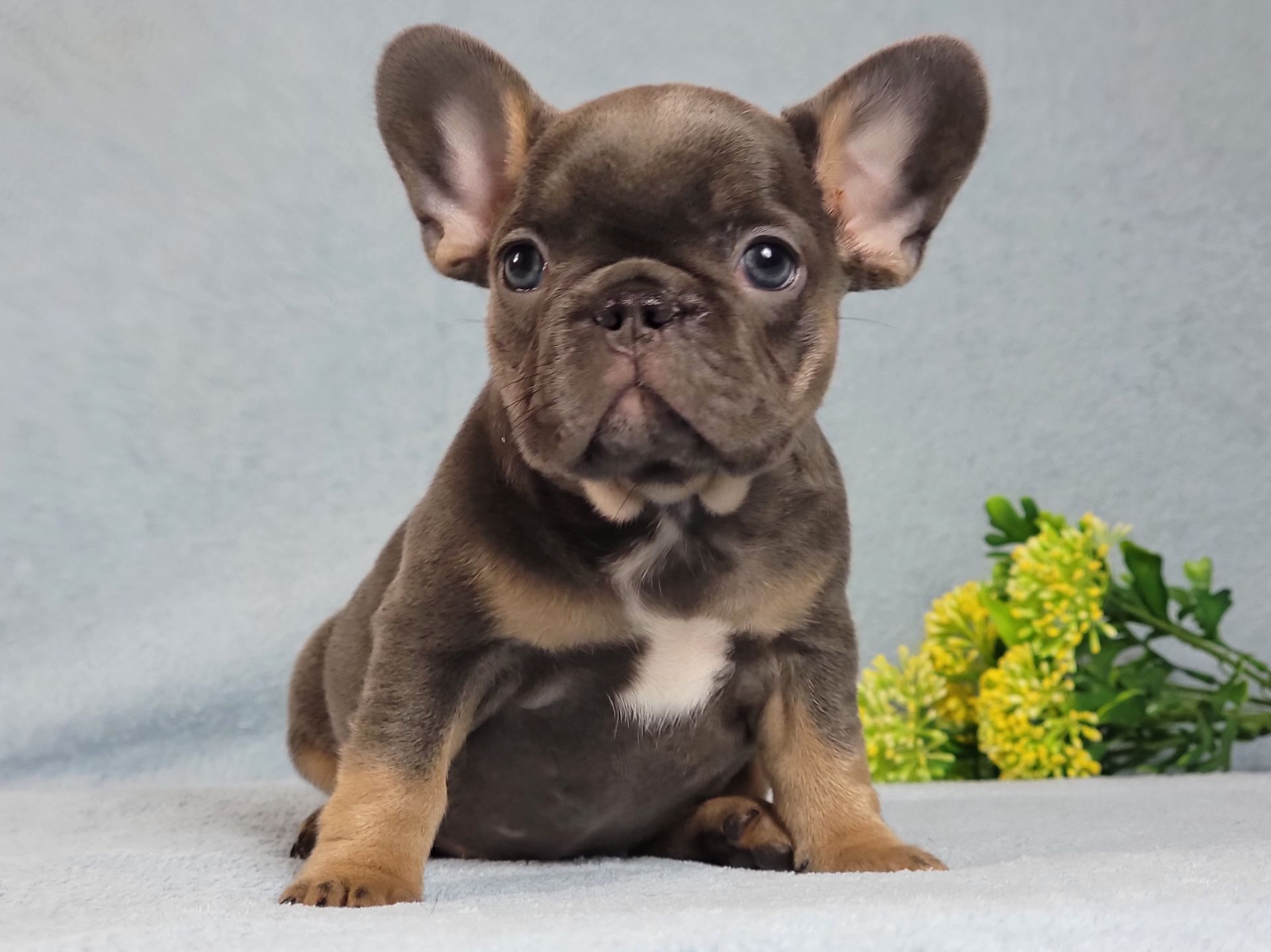 Французский бульдог девочка