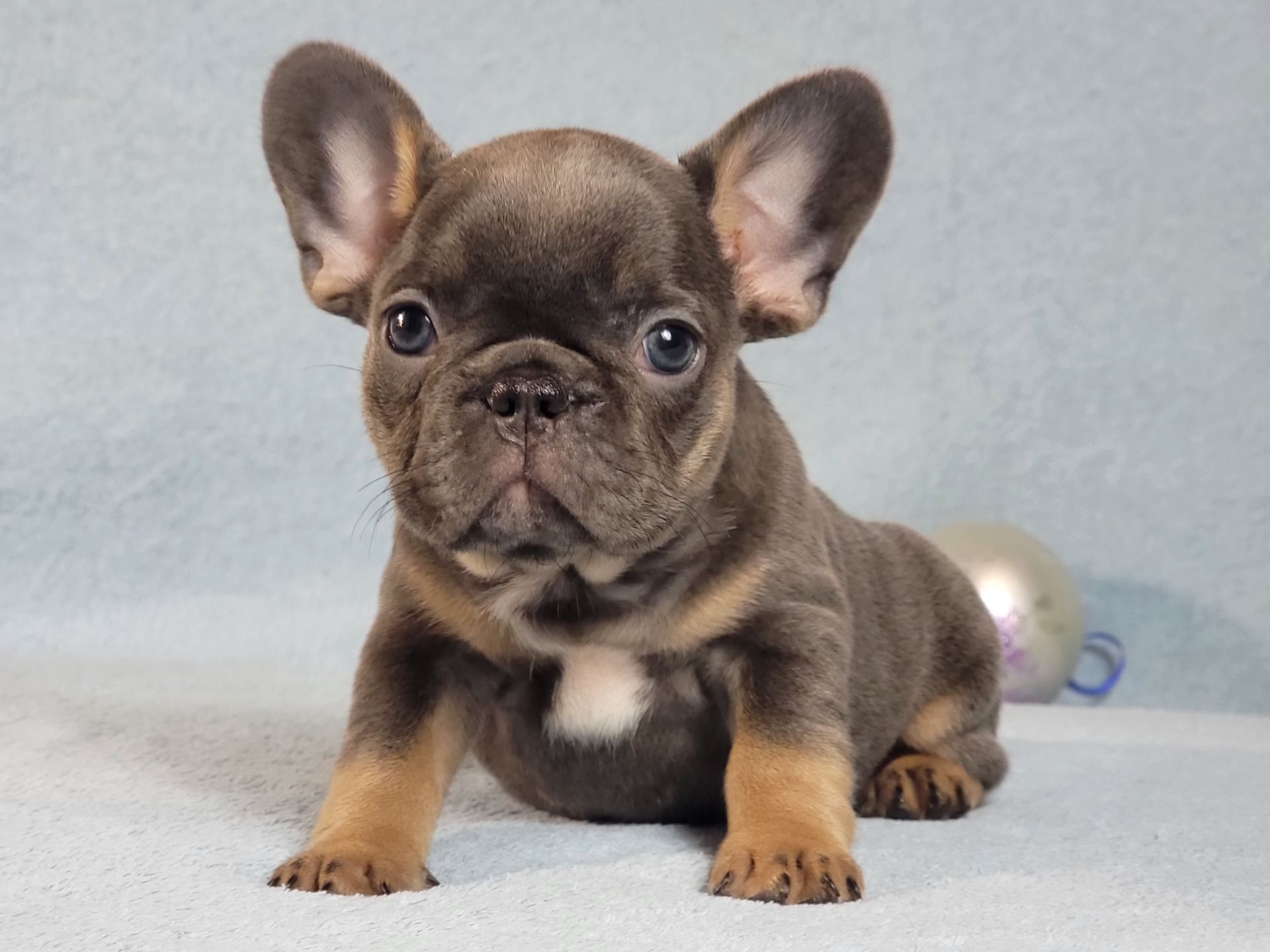 Французский бульдог девочка