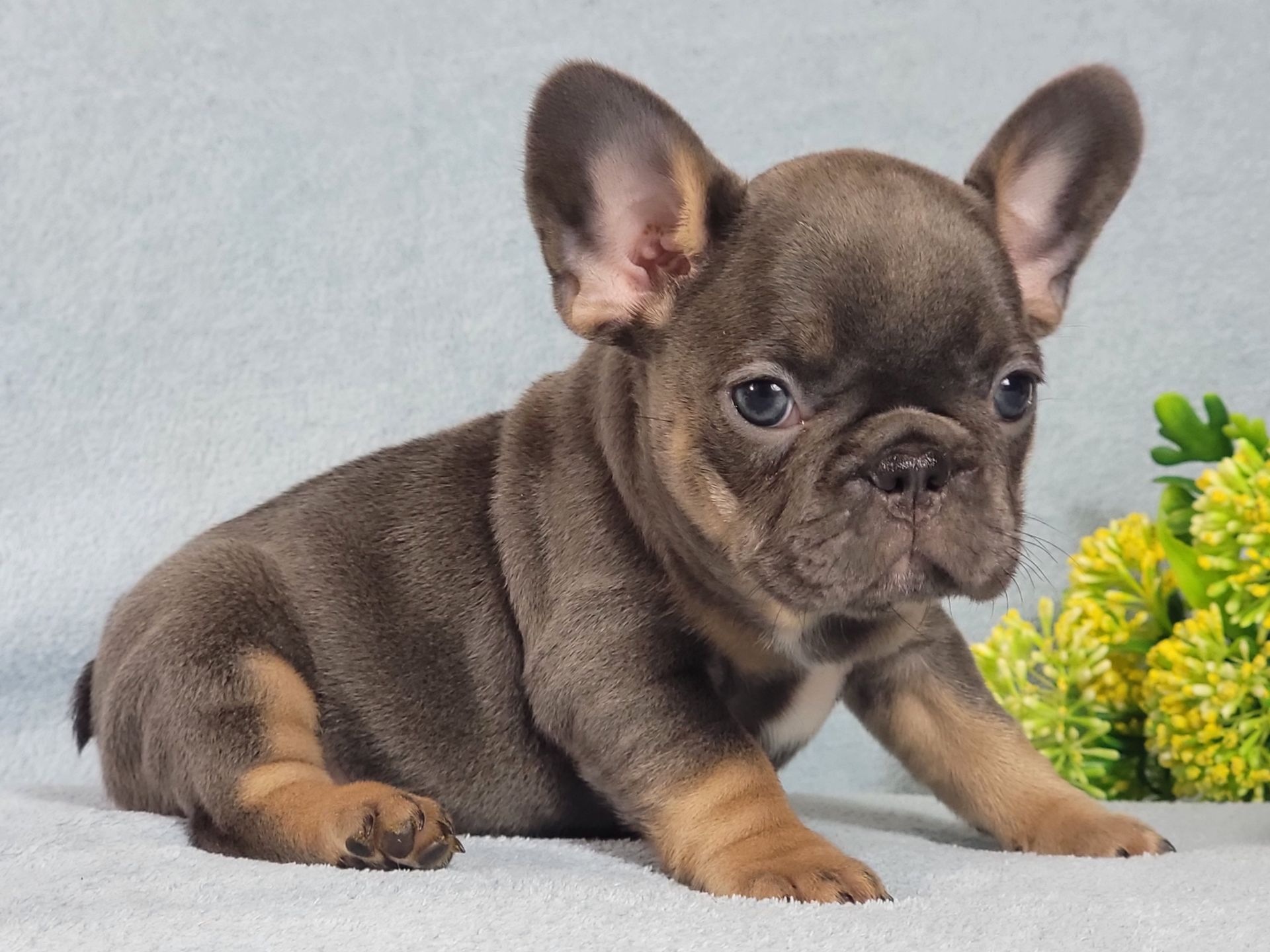 Французский бульдог девочка