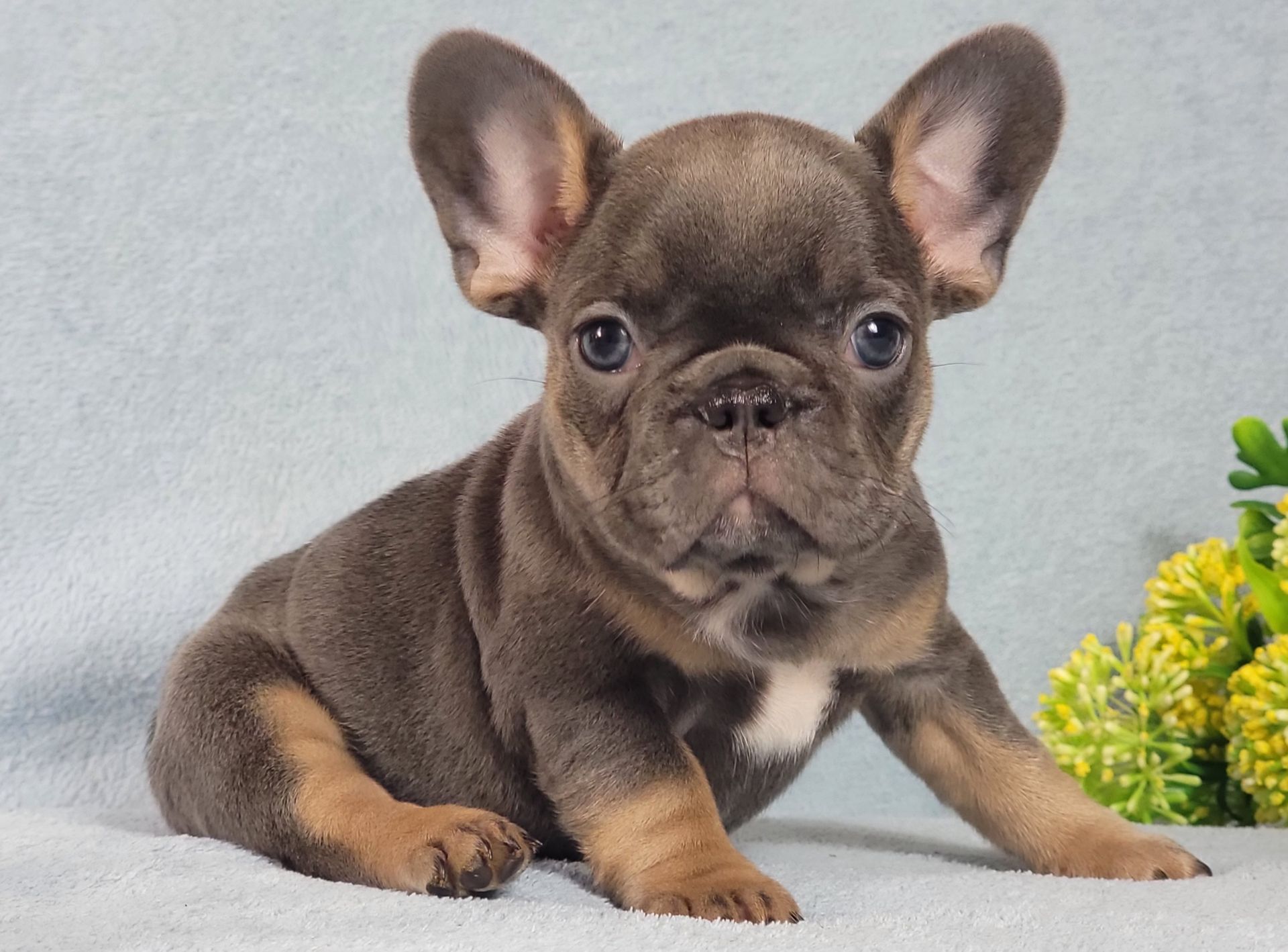Французский бульдог девочка