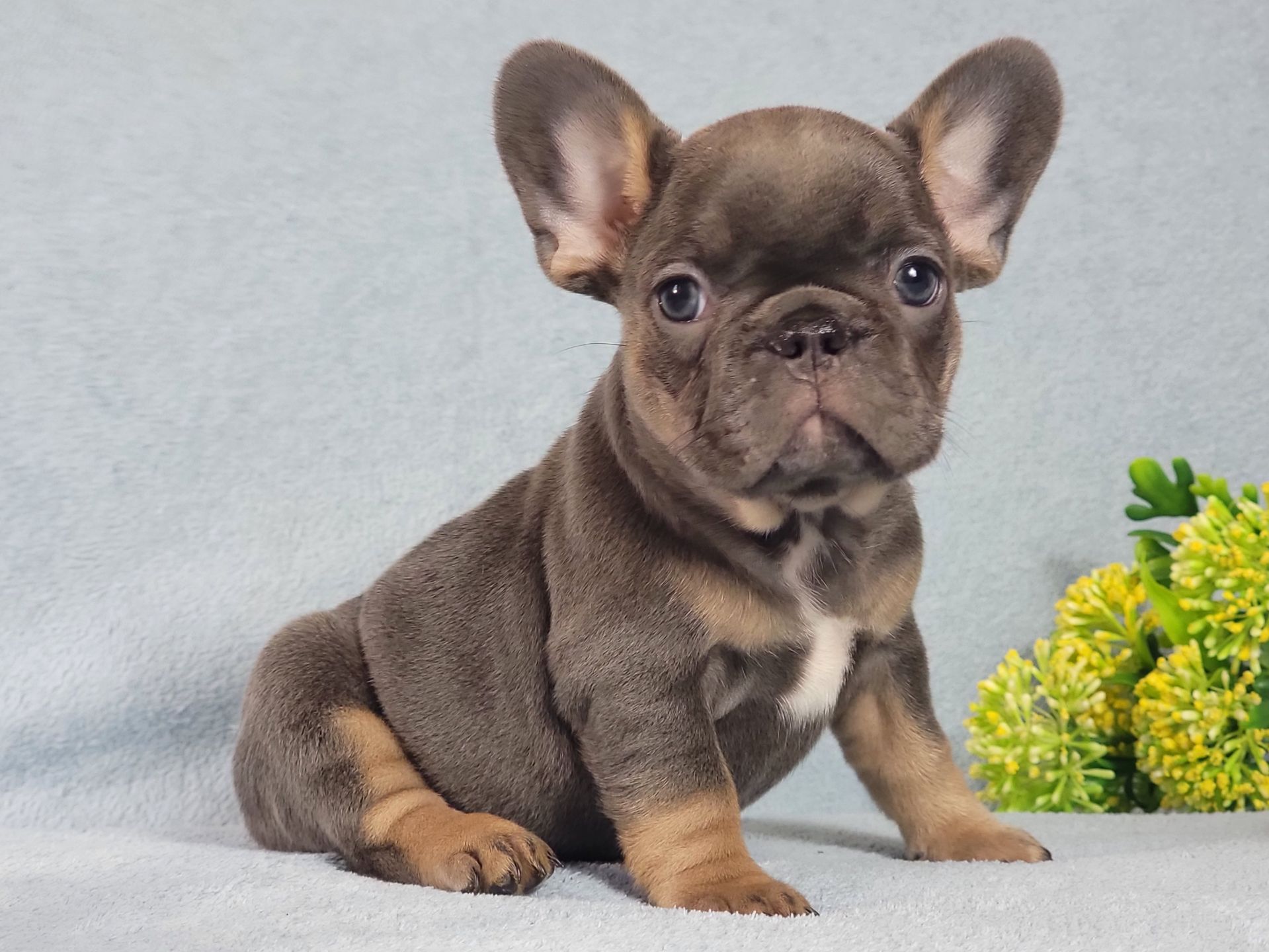 Французский бульдог девочка