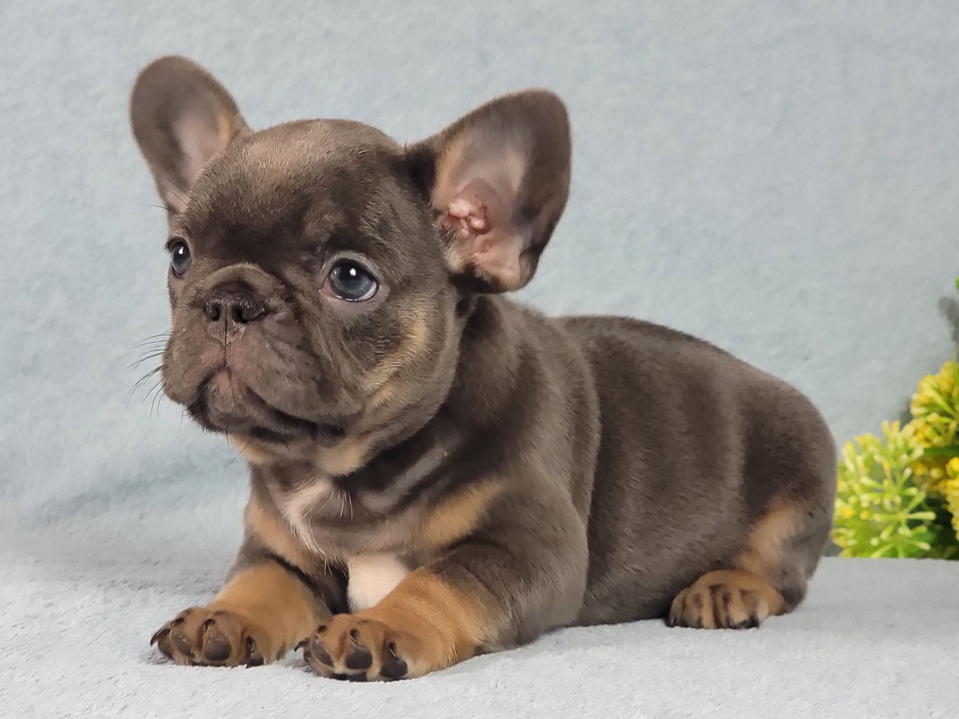 Французский бульдог девочка