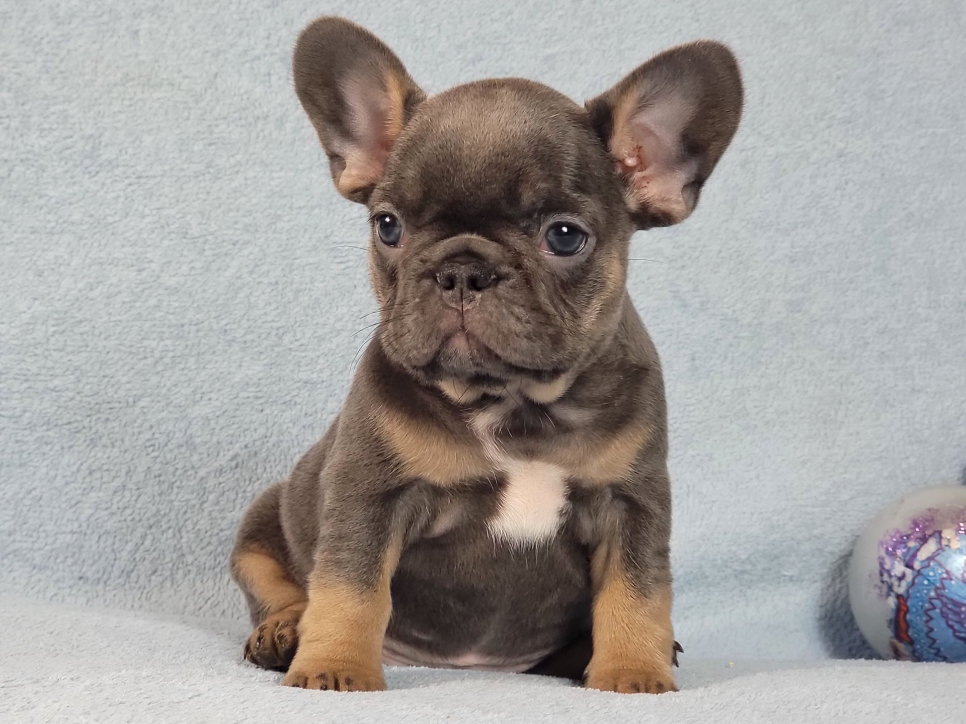 Французский бульдог девочка