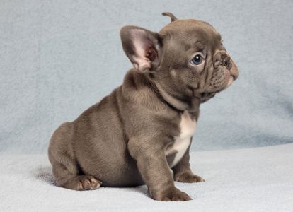 Французский бульдог мальчик