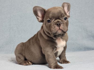 Французский бульдог мальчик