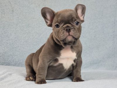 Французский бульдог мальчик