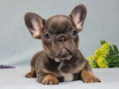 Французский бульдог девочка