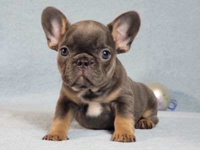 Французский бульдог девочка