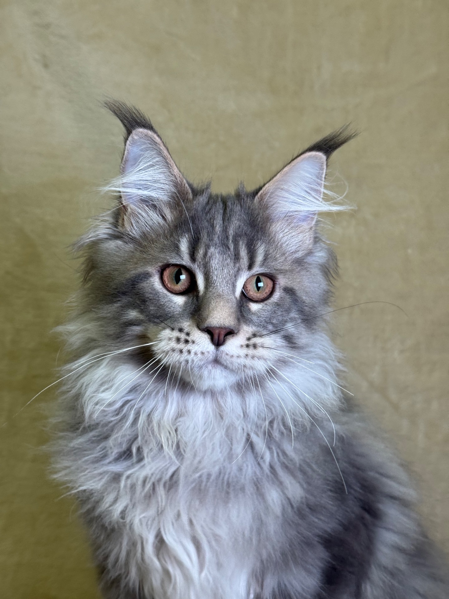 Нельсон мейн кун хлопчик