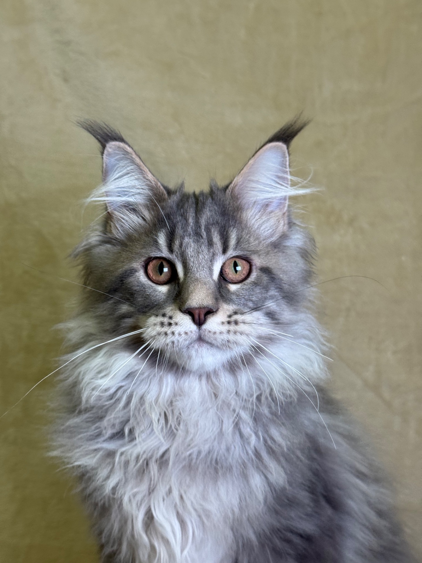 Нельсон мейн кун хлопчик