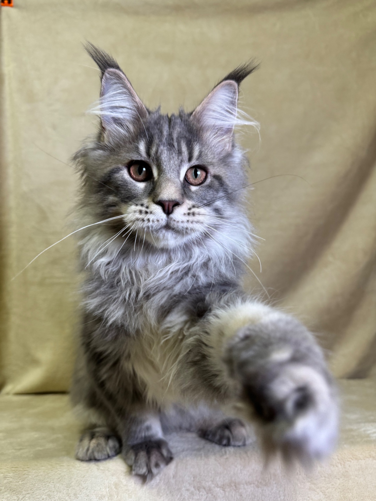 Нельсон мейн кун хлопчик